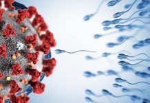 Ricercatori belgi hanno scoperto che la qualità dello sperma è compromessa per mesi dopo il recupero da COVID-19
