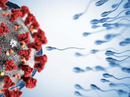 Belgian researchers found that sperm quality is compromised for months after recovery from COVID-19