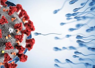 Ricercatori belgi hanno scoperto che la qualità dello sperma è compromessa per mesi dopo il recupero da COVID-19