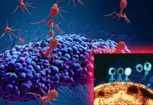 Bacteriophage therapy is a viable treatment for bacterial infections