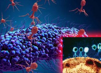 Bacteriophage therapy is a viable treatment for bacterial infections