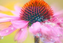 Echinacea Is Effective Against A Variety Of Coronavirus Infections Including SARS-CoV-2
