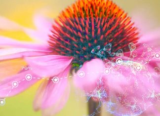 Echinacea Is Effective Against A Variety Of Coronavirus Infections Including SARS-CoV-2