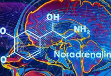 Noradrenaline helps us control our attentional focus