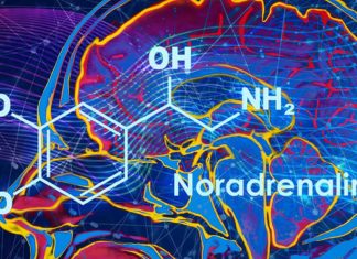 Noradrenaline helps us control our attentional focus