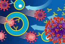 Pre-Existing Immunity To Seasonal Coronaviruses Increases SARS-CoV-2 Susceptibility And COVID-19 Severity