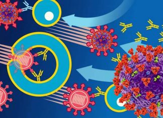 Pre-Existing Immunity To Seasonal Coronaviruses Increases SARS-CoV-2 Susceptibility And COVID-19 Severity