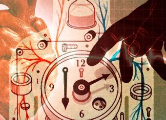 Rev-erbα/β protein – a key component of the circadian clock – is involved in the development of heart disease
