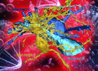 SARS-CoV-2 Is Literally Killing The Microglia Cells In The Host Brain