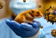 New evidence for a possible mouse origin of the Omicron variant