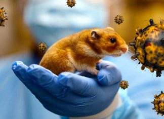 New evidence for a possible mouse origin of the Omicron variant