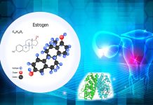 Researchers identify an estrogen-activated neurocircuit that stimulates thermogenesis