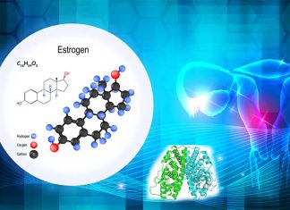Researchers identify an estrogen-activated neurocircuit that stimulates thermogenesis
