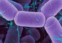 Archaea have vast regulatory effects on the microbiome