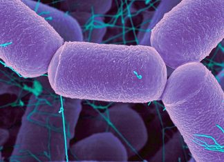 Archaea have vast regulatory effects on the microbiome