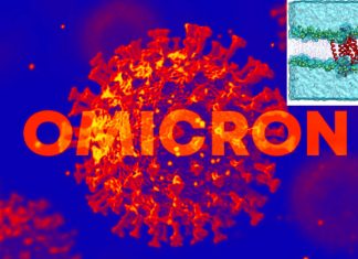 Omicron: Autophagy and evasion of immune system by SARS-CoV-2