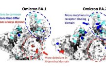 BA.2 variant of Omicron may cause new Covid wave