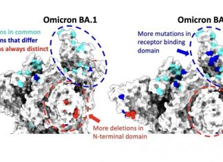 BA.2 variant of Omicron may cause new Covid wave