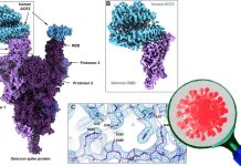 World’s first molecular-level structural analysis of the Omicron variant spike protein