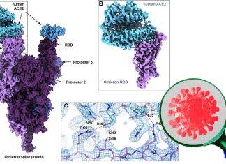 World’s first molecular-level structural analysis of the Omicron variant spike protein