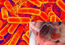 Researchers have identified a class of microbial enzymes originating from the gut resident Bacteroides vulgatus that drive ulcerative colitis