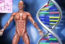 New cocktail drug provide an effective and economical treatment to Duchenne muscular dystrophy
