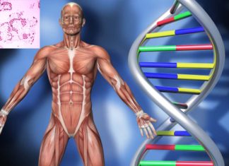 New cocktail drug provide an effective and economical treatment to Duchenne muscular dystrophy