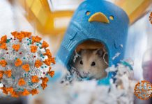 Imported pet hamsters in Hong Kong cause of cocirculation of two SARS-CoV-2 variant strains
