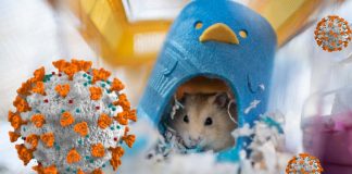 Imported pet hamsters in Hong Kong cause of cocirculation of two SARS-CoV-2 variant strains