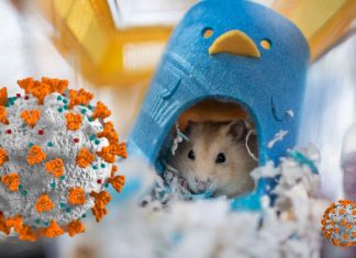 Imported pet hamsters in Hong Kong cause of cocirculation of two SARS-CoV-2 variant strains