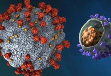 Prion-Like Domains In SARS-CoV-2 Affects Binding Affinity To ACE2