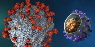 Prion-Like Domains In SARS-CoV-2 Affects Binding Affinity To ACE2