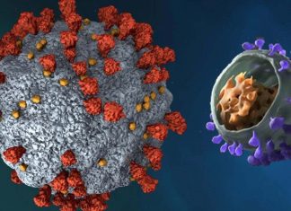 Prion-Like Domains In SARS-CoV-2 Affects Binding Affinity To ACE2