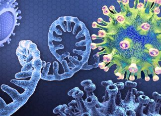SARS-CoV-2 ORF8 Protein Is The Key Factor That Is Causing COVID-19 Disease Severity