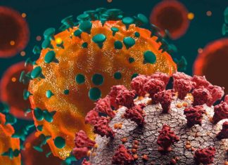 SARS-CoV-2 infection triggers paracrine senescence – the inflammatory response persists even after the virus has disappeared