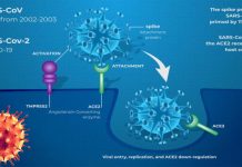 TMPRSS2 is the link between lung cancer and pneumonia caused by SARS-CoV-2 infection