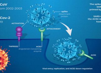 TMPRSS2 is the link between lung cancer and pneumonia caused by SARS-CoV-2 infection