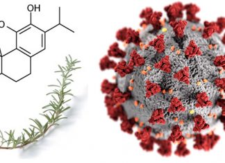 Therapeutic Use of the Rosemary Diterpene Carnosic Acid for Long-COVID