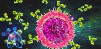 B resident memory cells in the lungs bear the blueprint to fight the flu and possibly other viral infections