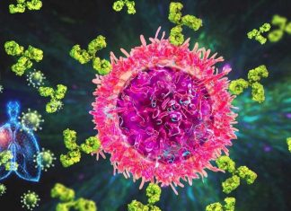 B resident memory cells in the lungs bear the blueprint to fight the flu and possibly other viral infections