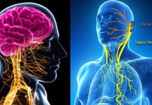 SARS-CoV-2 Causes Dysfunction Of Vagus Nerve