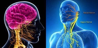 SARS-CoV-2 Causes Dysfunction Of Vagus Nerve