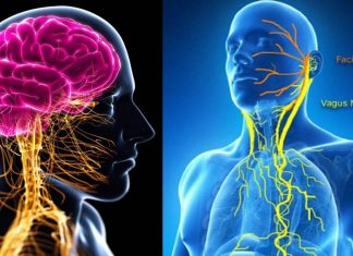 SARS-CoV-2 Causes Dysfunction Of Vagus Nerve