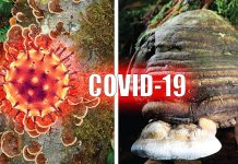COVID-19: due studi randomizzati stanno coinvolgendo per la prima volta l’uso di funghi medicinali