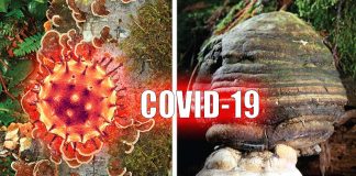 COVID-19: due studi randomizzati stanno coinvolgendo per la prima volta l’uso di funghi medicinali