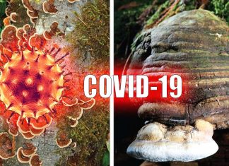 COVID-19: due studi randomizzati stanno coinvolgendo per la prima volta l’uso di funghi medicinali