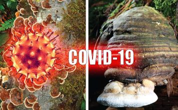 COVID-19: Two trials are involving for the first time the use of medicinal mushrooms
