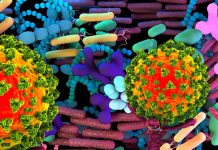 Sono state trovate connessioni e interazioni tra il microbioma dell’intestino e la faringe orale nel contesto di SARS-CoV-2