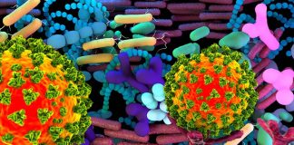Sono state trovate connessioni e interazioni tra il microbioma dell’intestino e la faringe orale nel contesto di SARS-CoV-2