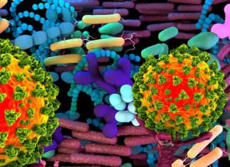 Sono state trovate connessioni e interazioni tra il microbioma dell’intestino e la faringe orale nel contesto di SARS-CoV-2